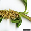 SpeciesSub: subsp. petiolaris